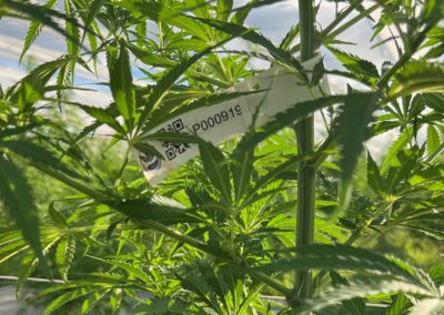 Vivary Tag UHF for cannabis identification
