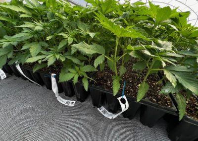 RFID Vivary Tag for cannabis plant traceability